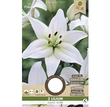 Verpackung mit drei Stück asiatischer Lilien der Sorte Asiatic White
