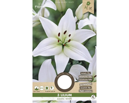 Blumenzwiebel Lilie ' Asiatic White ' 3 Stück
