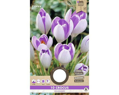 Blumenzwiebel Krokus ' Vanguard ' 10 Stück