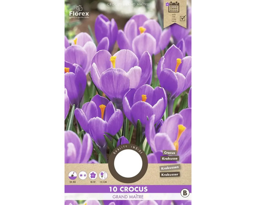 Blumenzwiebel Krokus ' Grand Maitre ' 10 Stück