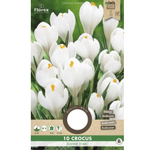 Verpackung mit zehn Krokus Jeanne d''Arc Blumenzwiebeln