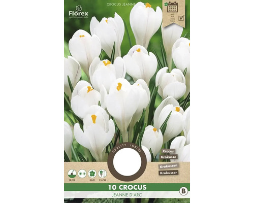 Verpackung mit zehn Krokus Jeanne d''Arc Blumenzwiebeln