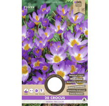 Verpackung mit 20 Krokussen Sieberi Tricolor Blumenzwiebeln