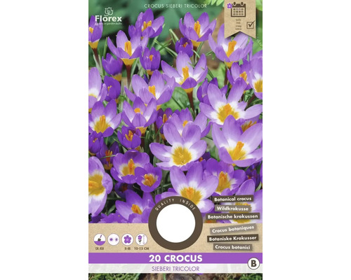 Blumenzwiebel Krokus ' Sieberi Tricolor ' 20 Stück