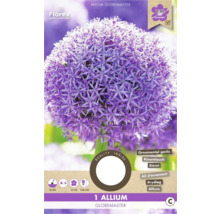 Blumenzwiebel Zierlauch ' Globemaster ' 1 Stück