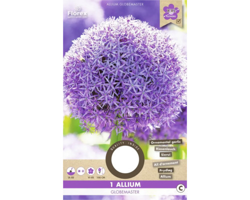 Blumenzwiebel Zierlauch ' Globemaster ' 1 Stück
