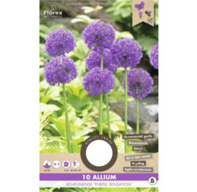 Verpackung mit 10 Allium aflatunense Purple Sensation Blumenzwiebeln