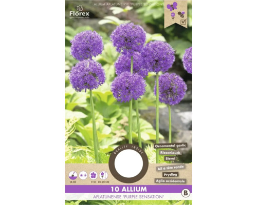 Blumenzwiebel Zierlauch ' Purple Sensation ' 10 Stück