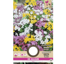 Verpackung mit 30 Zierlauch Blumenzwiebeln Mix