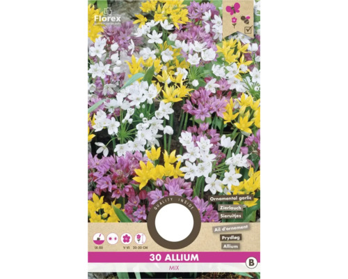 Blumenzwiebel Zierlauch ' Allium Mixed ' 30 Stück