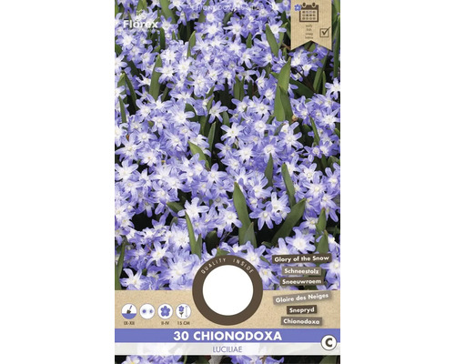 Blumenzwiebel Blausternchen ' Chionodoxa Luciliae ' 30 Stück
