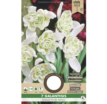 Packung gefüllte Schneeglöckchen Galanthus nivalis Flore Pleno