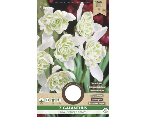 Blumenzwiebel Schneeglöckchen ' Flore Pleno ' 7 Stück