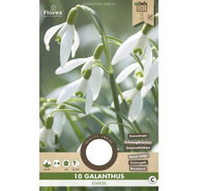 Blumenzwiebel Schneeglöckchen ' Elwesii ' 10 Stück