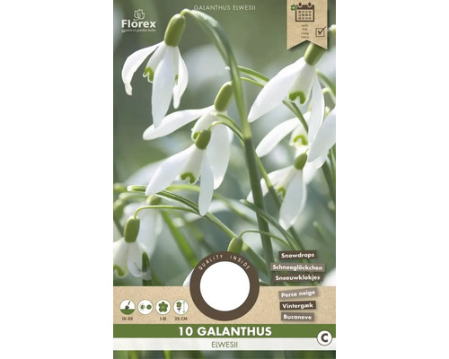 Blumenzwiebel Schneeglöckchen ' Elwesii ' 10 Stück