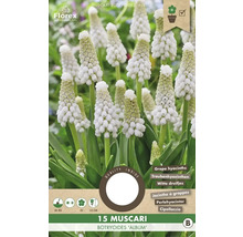 Verpackung mit 15 weißen Muscari botryoides Album Traubenhyazinthen Blumenzwiebeln