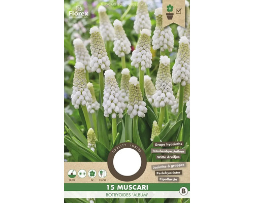 Blumenzwiebel Traubenhyazinthe ' Botryoides Album ' 15 Stück