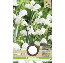 Verpackung mit 5 Sommerknotenblumen