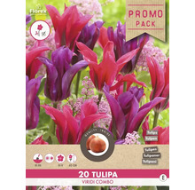 Verpackung mit 20 Tulpen Blumenzwiebeln der Sorte Viridi Combo
