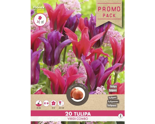Blumenzwiebel Tulpe ' Viridi Combo ' 20 Stück