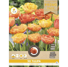 Packung Tulipa Sun Lover Blumenzwiebeln