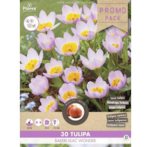 Packung Tulpen Bakeri Lilac Wonder, 30 Stück