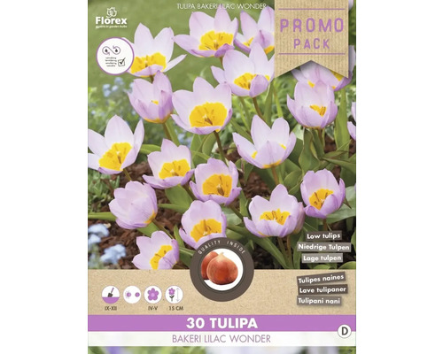 Blumenzwiebel Tulpe ' Bakeri Lilac Wonder ' 30 Stück