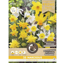 Packung Botanische Narzissenmischung mit 25 Stück