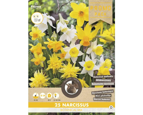 Blumenzwiebel Narzisse ' Botanisch mixed ' 25 Stück