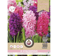 Verpackung mit acht Hyazinthen Blumenzwiebeln, Red Dream Mix