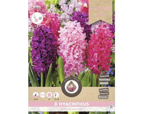 Blumenzwiebel Hyazinthe ' Red dream mix ' 8 Stück