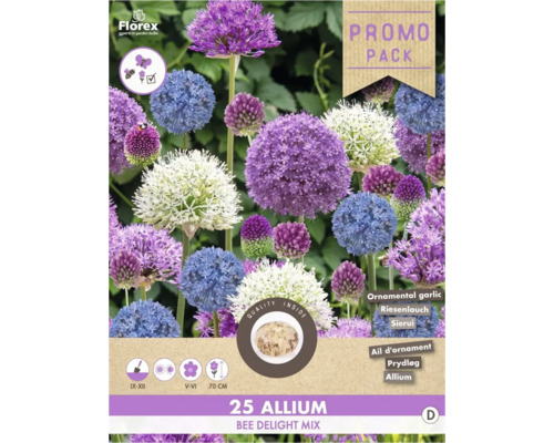 Blumenzwiebel Zierlauch ' Bee delight ' 35 Stück