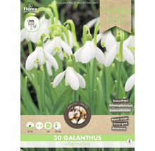 Packung mit 30 Galanthus Woronowii Schneeglöckchen-Blumenzwiebeln
