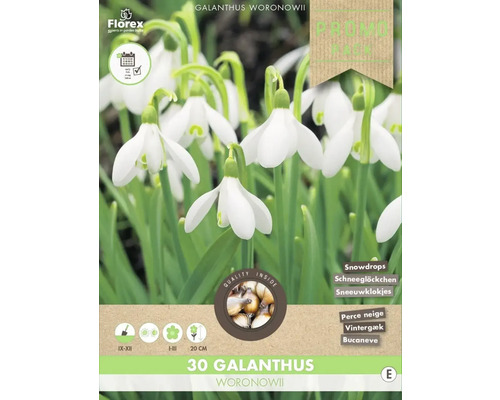 Blumenzwiebel Schneeglöckchen ' Woronowii ' 30 Stück