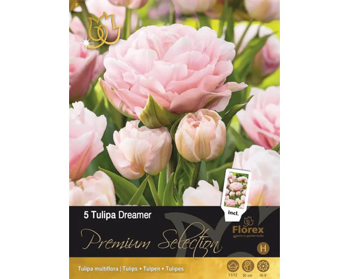 Blumenzwiebel Tulpe ' Dreamer ' 5 Stück