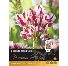 Verpackung mit acht Tulipa Flaming Club Blumenzwiebeln