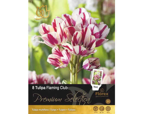 Verpackung mit acht Tulipa Flaming Club Blumenzwiebeln