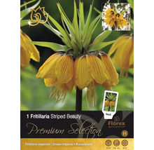 Verpackung einer Fritillaria Striped Beauty Blumenzwiebel