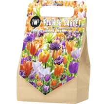 Blumenzwiebel-Mischung 'Saxony' mit Tulpe & Zierlauch für 1 m²
