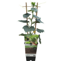 Snackgurke im Topf mit Rankhilfe