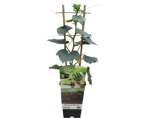 Snackgurke im Topf mit Rankhilfe