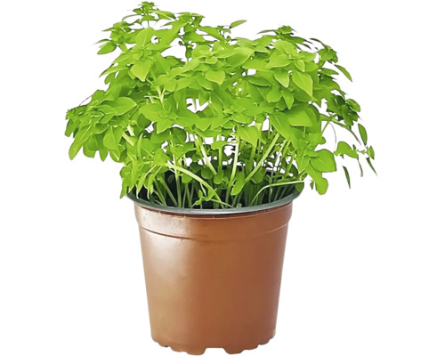 Basilikum Pflanze im Topf