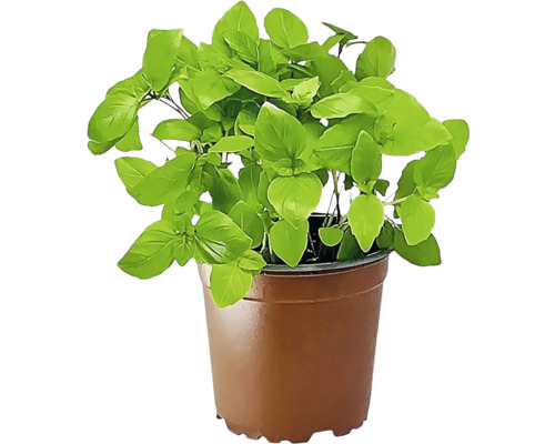 Basilikumpflanze im Topf