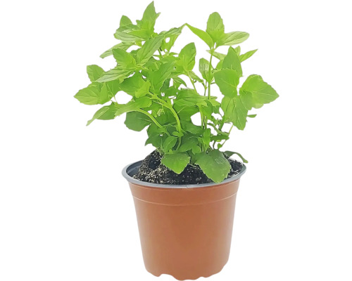 Minze im Topf für den Garten