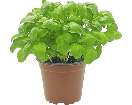 Basilikum Pflanze im Topf