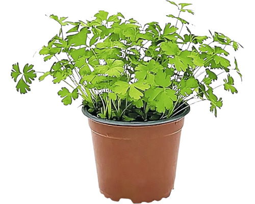 Gartenkerbel in einem Topf