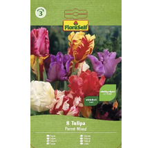 Verpackung mit 8 gemischten Papagei-Tulpen