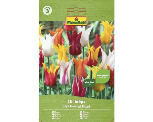 Blumenzwiebel Tulpe FloraSelf ' Lilienblütige Tulpen Mischung ' 10 Stück