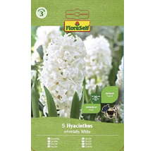 Verpackung mit 5 Hyazinthen orientalis White Blumenzwiebeln