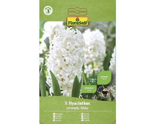 Verpackung mit 5 Hyazinthen orientalis White Blumenzwiebeln